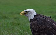 01 Bald eagle (Haliaeetus leucocephalus)